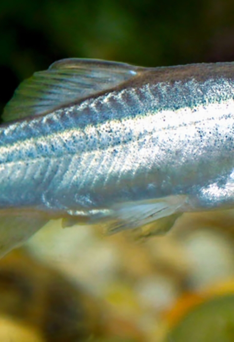 Side shot of a silver fish minnow with yellow along outer fins.