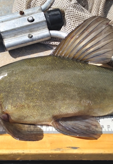 Image of fish on wooden measuring board.