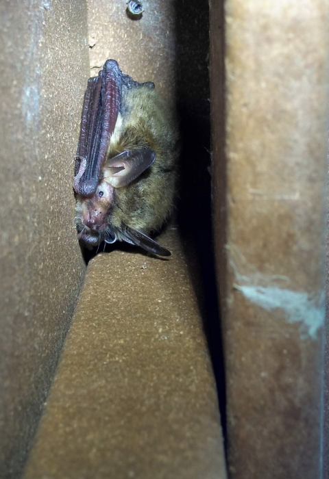 Northern long-eared bat roosting 
