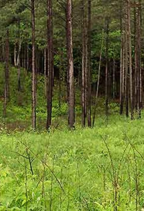 A forest of pine trees.