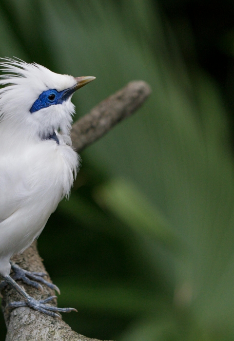 A white bird with a crest and blue around its eye sitting on a branch