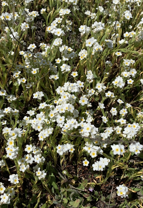 A cluster of white popcorn-looking flowers, appearing almost like a bush of flowers.