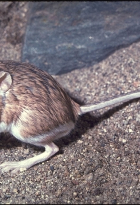 Image of San Bernardino kangaroo rat with dusky brown fur and large brown eyes