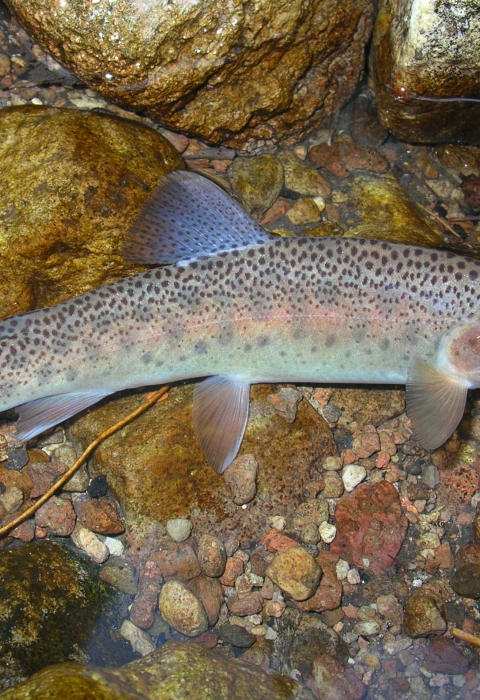 A blue and golden fish with small, dark spots swims in clear, rocky waters. 