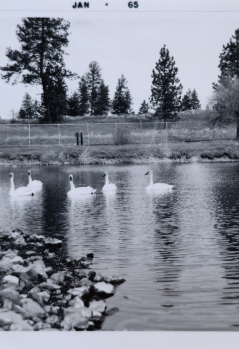 black and white photo of six large trumpeter swans in a fenced in pool.