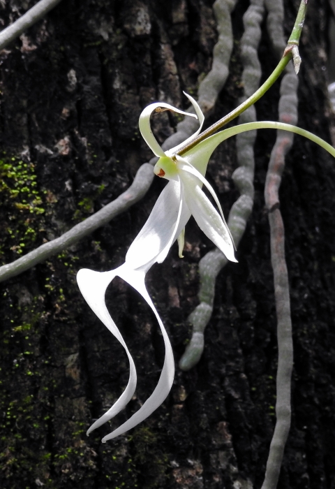 A ghost orchid grows beside a tree.