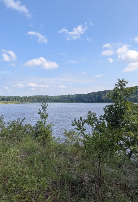 The Rappahannock river from a uphill vantage point. Thick vegetation grows between the camera and the water. 