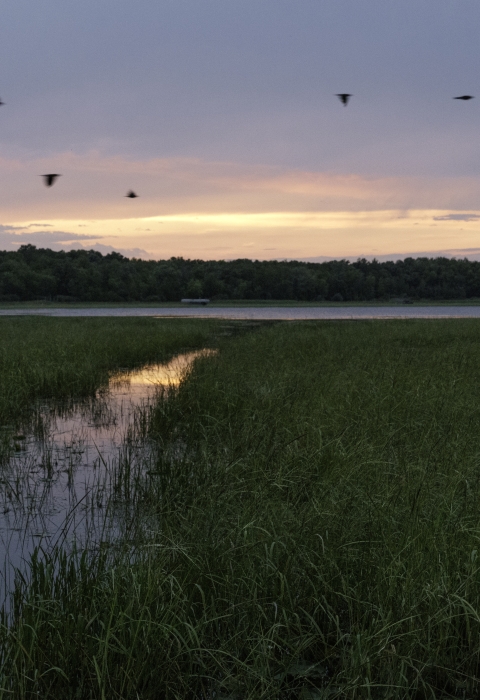 Wild rice in a wetland with an open water channel stretching from the left bottom corner to the open water in the middle of the photo. The clouded sunset reflects light pink and grey purple onto the water. Seven waterfowl flying to the left overhead, in two groups of two and a group of three.