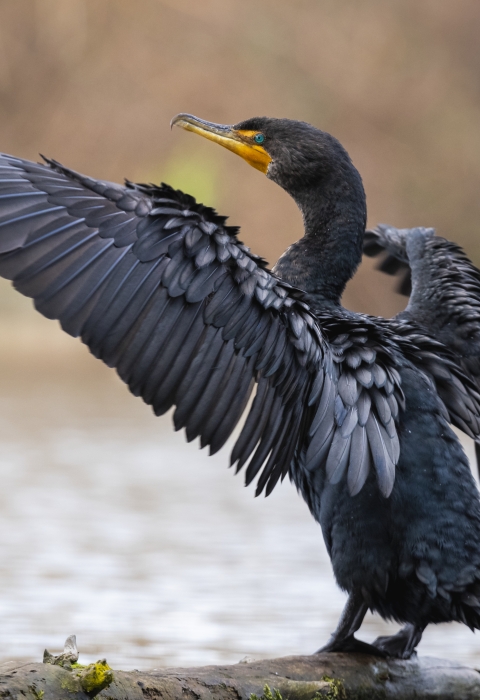 A large black bird standing near the end of a log in the water spreading and drying its wings.