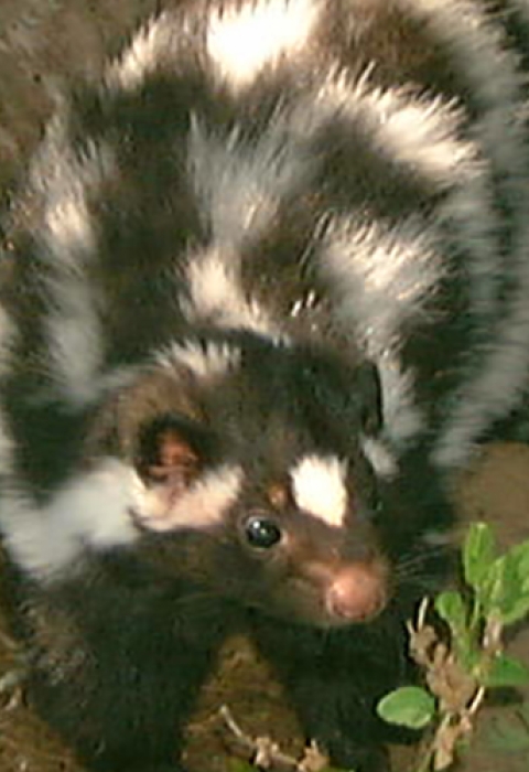 a black and white skunk stands near a tree trunk in a forest