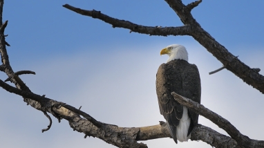 A bald eagle sitting on a branch.