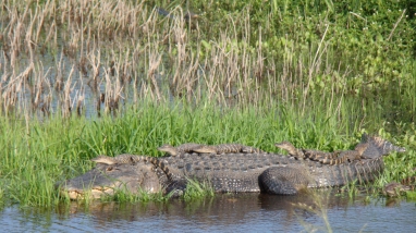 Large alligator lies on grass bank along water's edge with five hatchlings on her back.