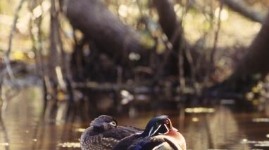 Santee NWR Comprehensive Conservation Plan