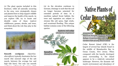 The detailed brochure of the Cedar Bonnet Island Plant Identification Guide