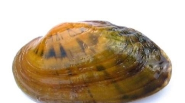 the shell of a freshwater mussel