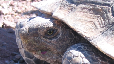 closeup of tortoise's face with pink flower stain on mouth