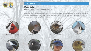 Image of a winter bird educational reference sheet.