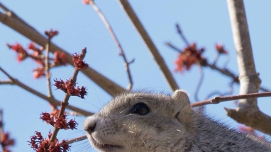 A Delmarva fox squirrel reaching for buds on a branch