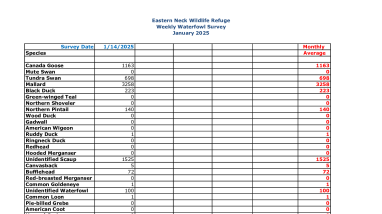 ENNWR Waterfowl Survey January 2025