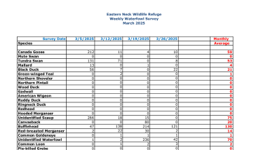 ENNWR Waterfowl Survey March 2025