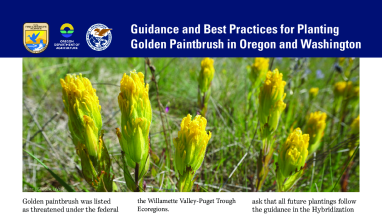 Guidance and Best Practices for Planting Golden Paintbrush in Oregon and Washington