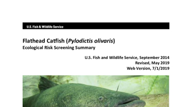 Ecological Risk Screening Summary - Flathead Catfish (Pylodictis olivaris) - High Risk