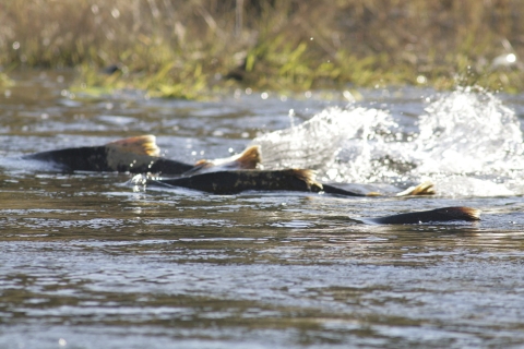 Salmon swimming in water