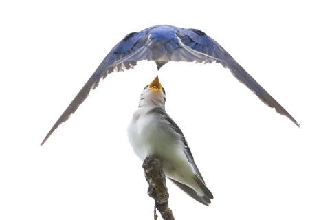 A bird in flight feeds a chick at Rocky Mountain Arsenal National Wildlife Refuge in Colorado.