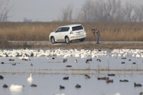 A person looking through a spotting scope into a wetland with ducks and geese.