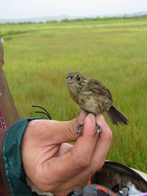 Seaside sparrow banded