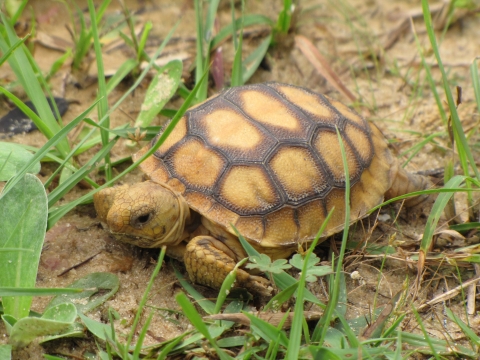 A small yellow turtle lies in the sand