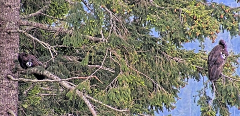 A2 and A3 perch in a tree