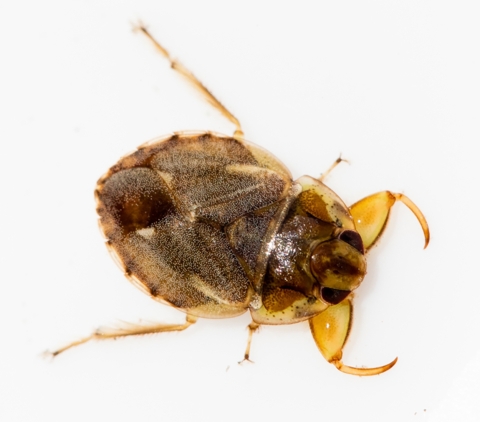 Aquatic Insect