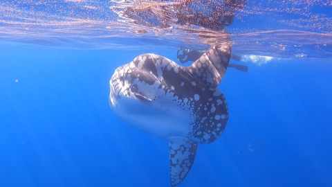 a huge fish next to a diver