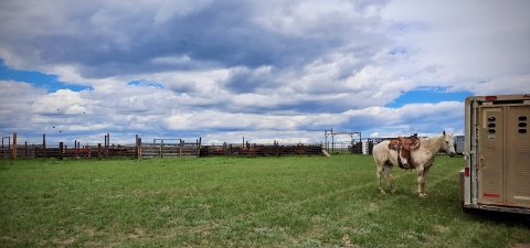 saddled horse next to trailer with fences in the background of a open grassy area