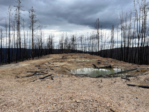 trees blackened by wildfire stand like toothpicks on a dirt ridge. 