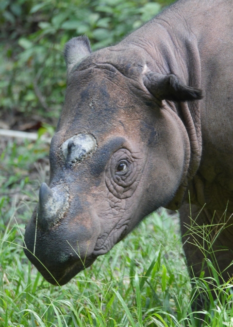 Head shot of a Sumatran rhino
