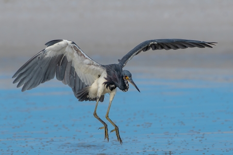 Tricolored heron