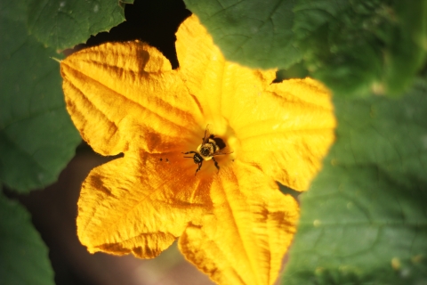 Bee pollinating a squash flower