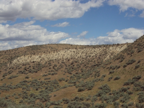 A hillslope covered in packard's milkvetch plants, under a partly cloudy sky