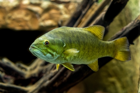 A smallmouth bass swims near some woody debris. The fish is greenish in color with a white belly.