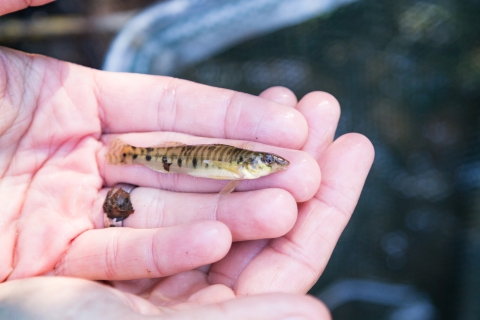 a tiny striped fish laying on a hand