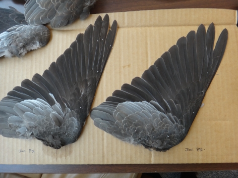 Band-tailed pigeon wings