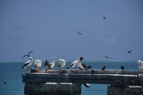 Gray and white birds rest on an old dock along the ocean