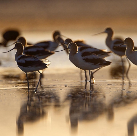 Malheur NWR_American Avocets_Peter Pearsall.jpg
