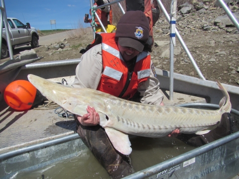 A large white fish being held by a biologist