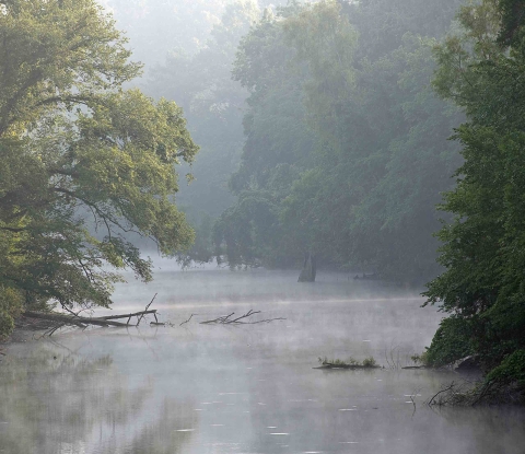 River channel spanned by trees on misty morning