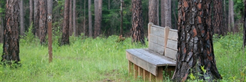 Trail bench adjacent to a loblolly pine tree amidst other tall trees.