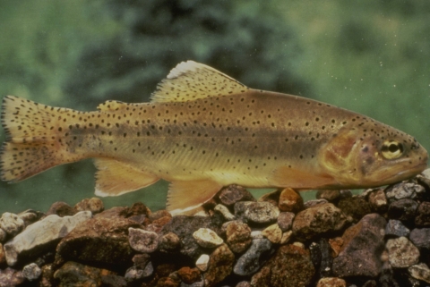 A closeup profile view of an Apache Trout.