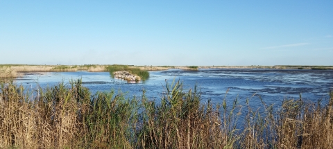 A landscape view of a marsh at Jocelyn Nungaray National Wildlife Refuge against a blue sky.